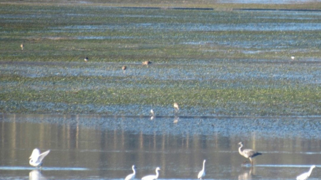 Ría de ortiga e cortiza