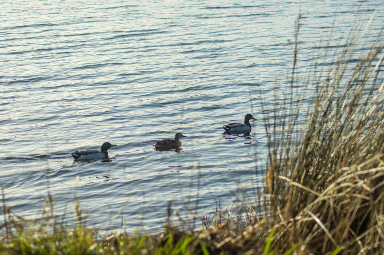 LAGUNA DE A FROUXEIRA Y ALREDEDORES