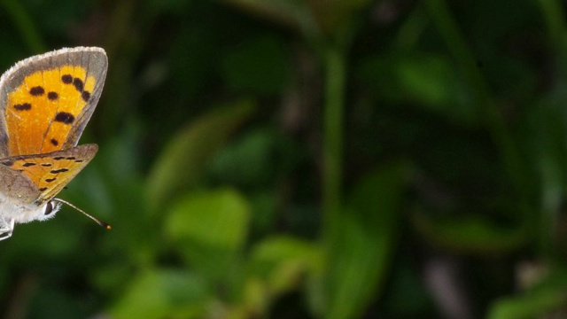 Museo de Historia Natural