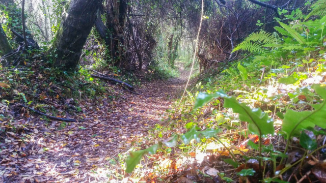 Sendares 4 - Ares Lubre