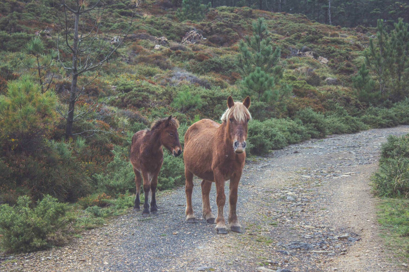 CAMINO DE CEDEIRA - VARIANTE POR INTERIOR