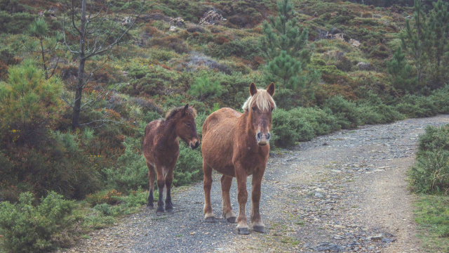 ESTRADA CEDEIRA - VARIANTE INTERIOR